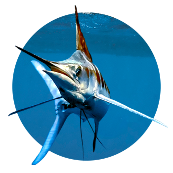 Sailfish