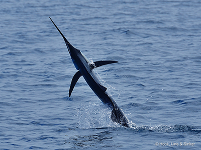 Kuala Rompin Sailfish 01