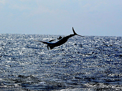 Kuala Rompin Sailfish 06